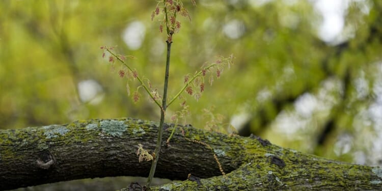 Allergy season arrived early in U.S. Here's how to keep pollen from ruining your spring