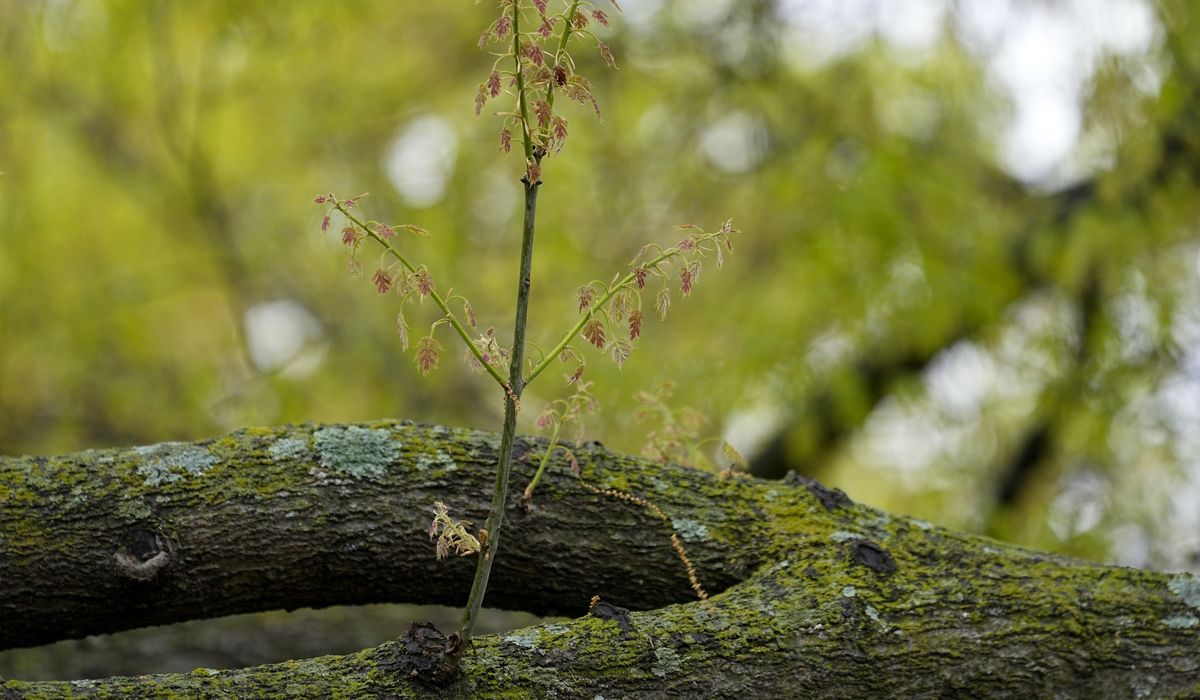 Allergy season arrived early in U.S. Here's how to keep pollen from ruining your spring