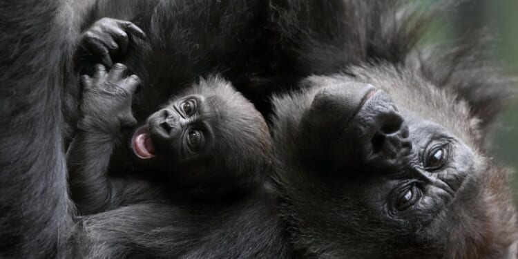 Baby gorilla cuddled by mother at London Zoo still nameless