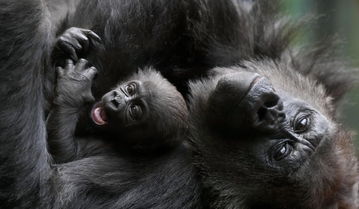 Baby gorilla cuddled by mother at London Zoo still nameless