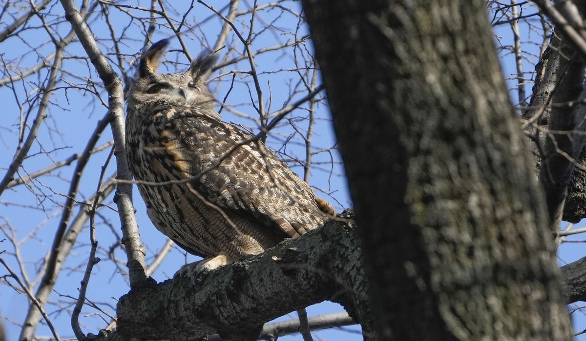 Escaped Eurasian eagle owl Flaco died of herpes, poisoning