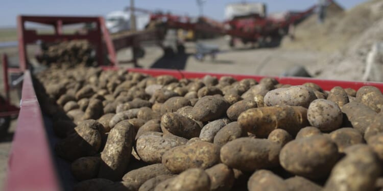 Food fight: Senators pressure feds not to demote potatoes from the ranks of vegetables