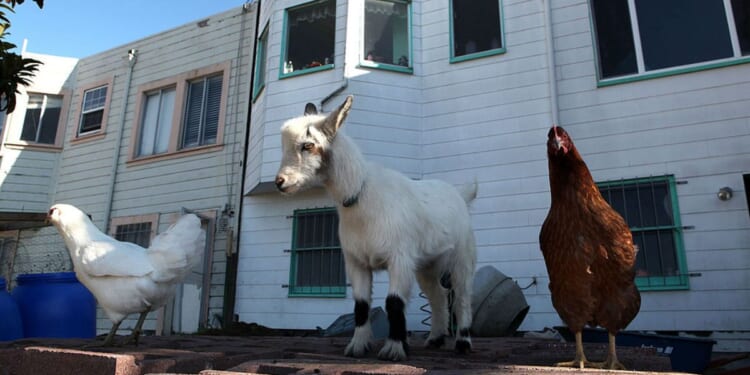 Two chickens and a goat are shown in a "backyard farm" in San Francisco.