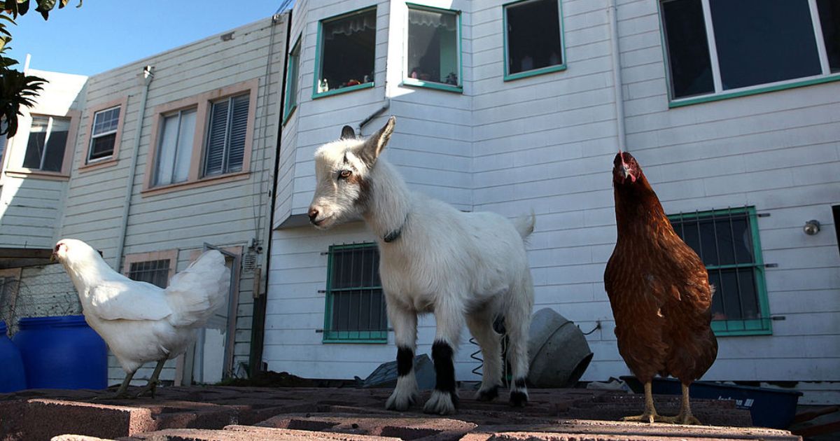 Two chickens and a goat are shown in a "backyard farm" in San Francisco.