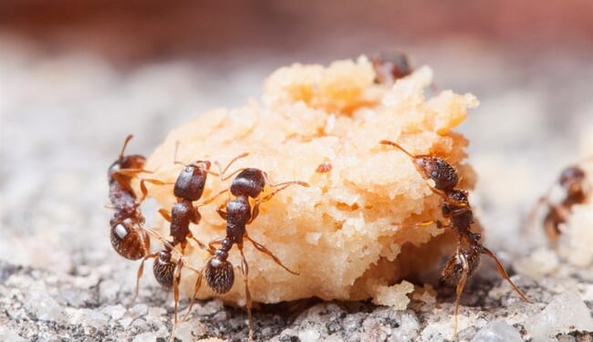 CA Researchers Push Ants as ‘Delicious’ Food – PJ Media