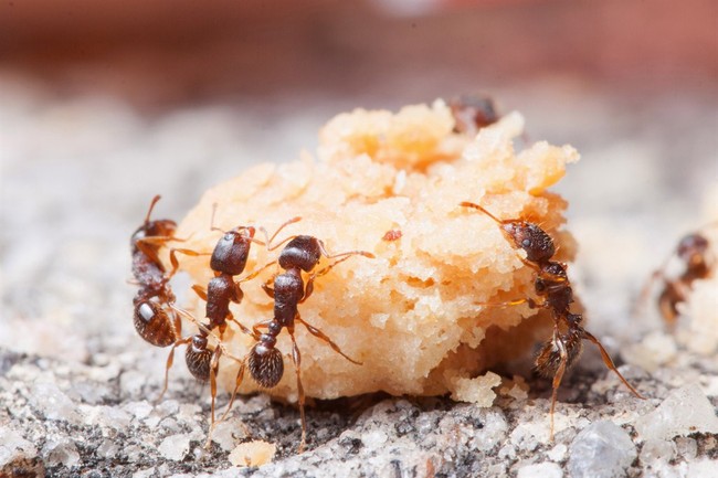 CA Researchers Push Ants as ‘Delicious’ Food – PJ Media