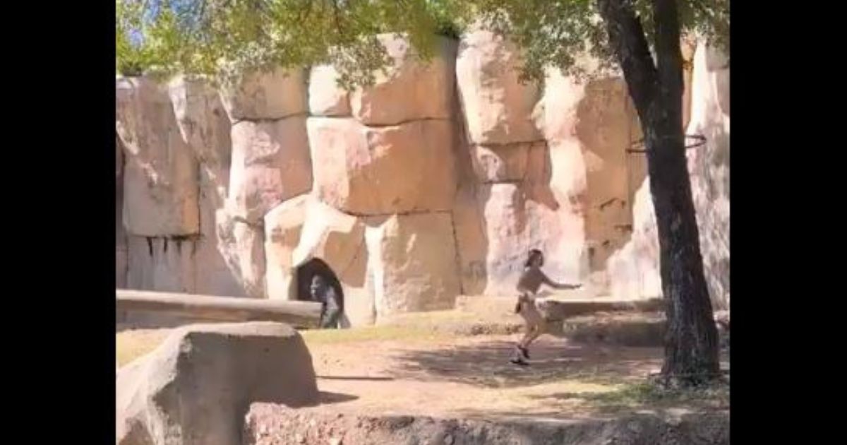 A silverback gorilla named Elmo sauntered into an enclosure Thirsday in which two workers were standing at the World of Primates exhibit at the Fort Worth Zoo in Texas.