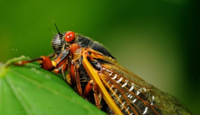 Illinois Will Be 'Cicada Central' When the Once-in-200-Years Emergence Will Shatter Our Eardrums – PJ Media