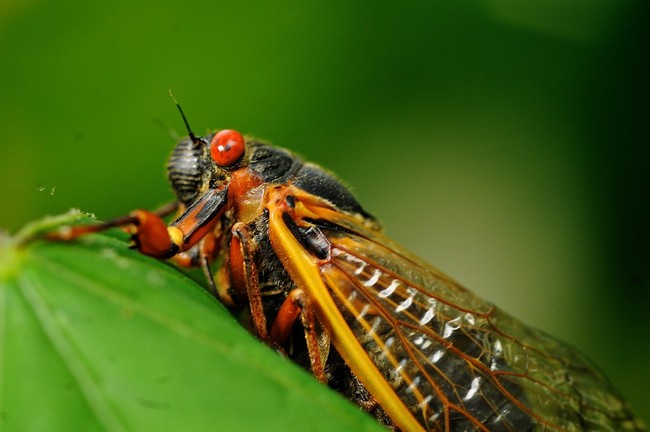 Illinois Will Be 'Cicada Central' When the Once-in-200-Years Emergence Will Shatter Our Eardrums – PJ Media