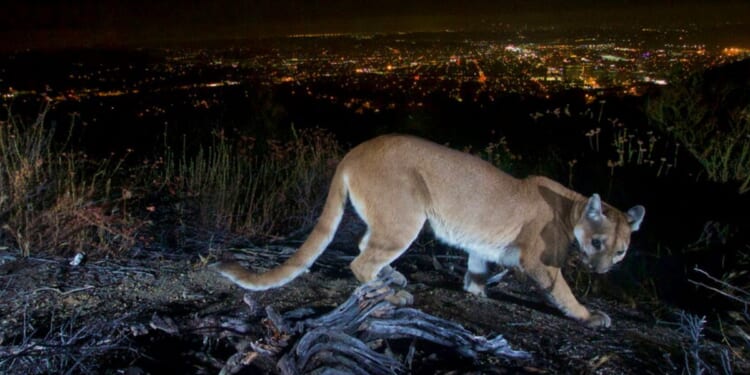 A mountain lion is seen wandering the hills above Los Angeles, California.