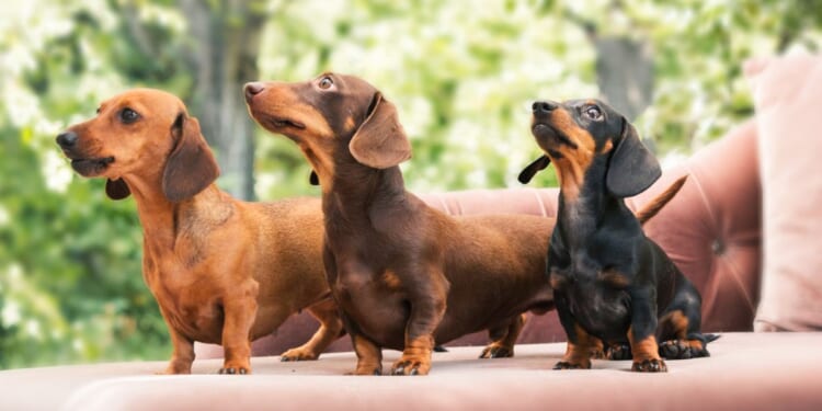 Three Dachshunds are shown outdoors in sunny weather.