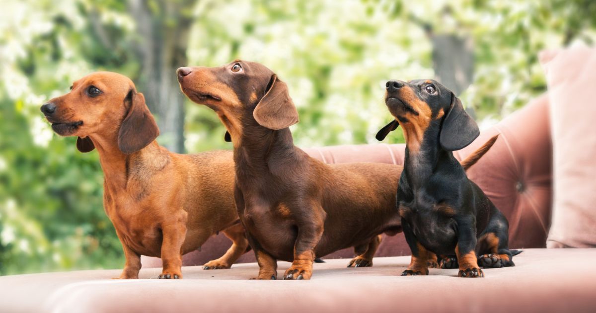 Three Dachshunds are shown outdoors in sunny weather.