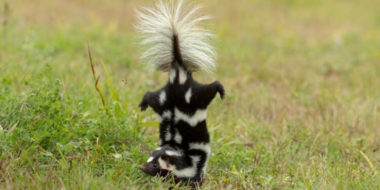 An Eastern Spotted Skunk photographed performing a handstand.