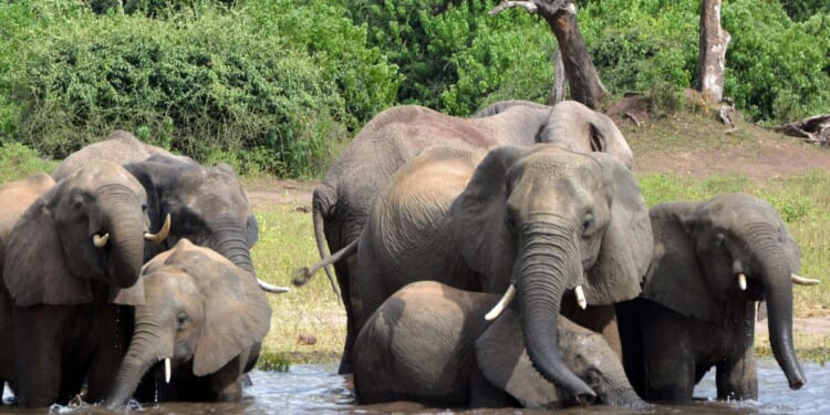 Botswana offers Germany 20,000 elephants to protest limit on hunting trophy imports