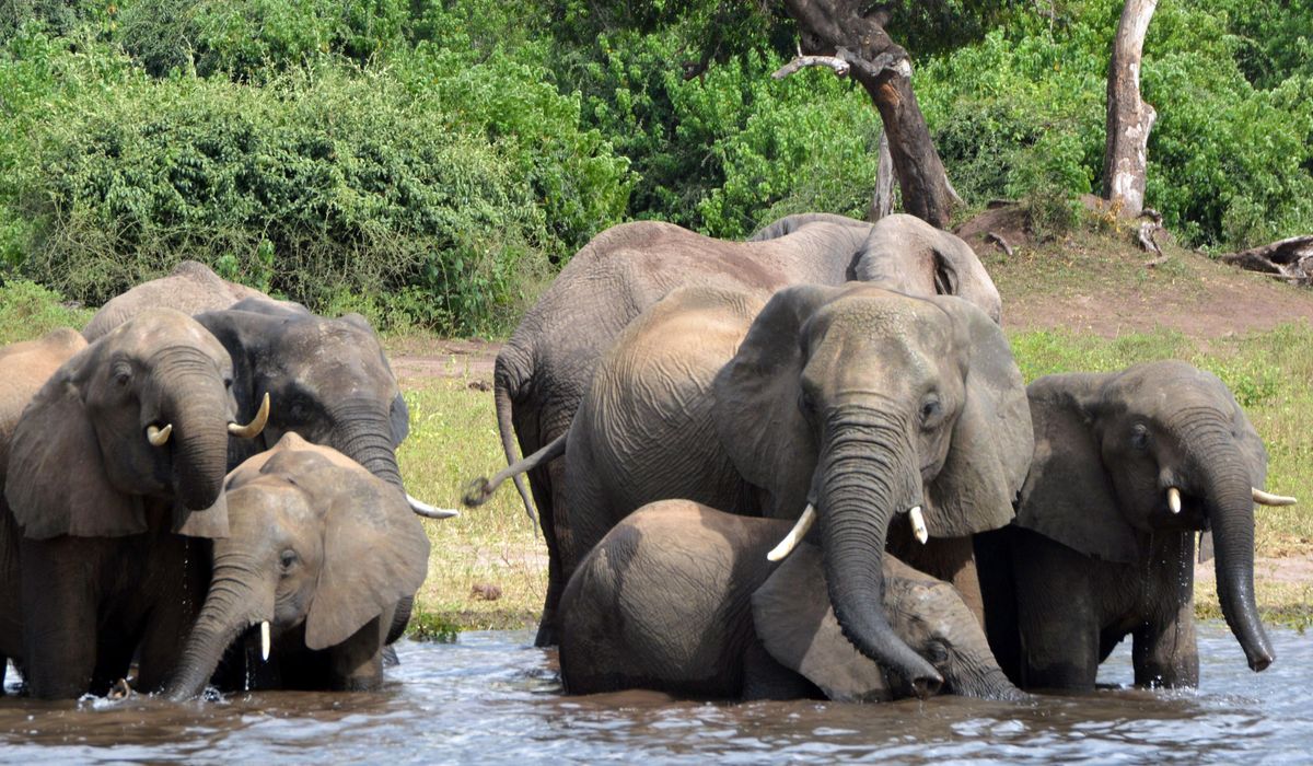 Botswana offers Germany 20,000 elephants to protest limit on hunting trophy imports