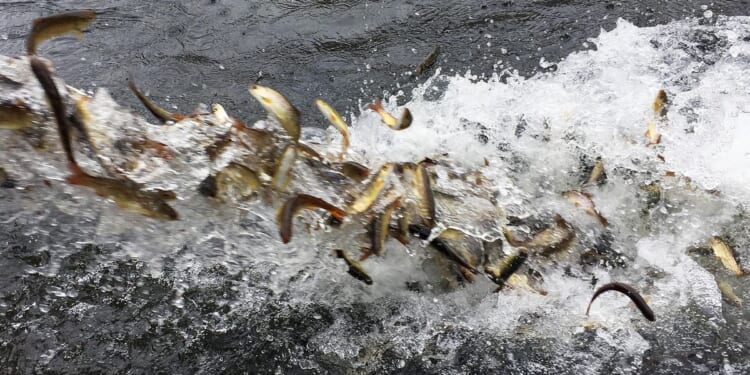 Thousands of captive-bred salmon smolt escaped into wrong river