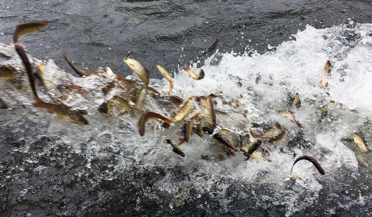 Thousands of captive-bred salmon smolt escaped into wrong river