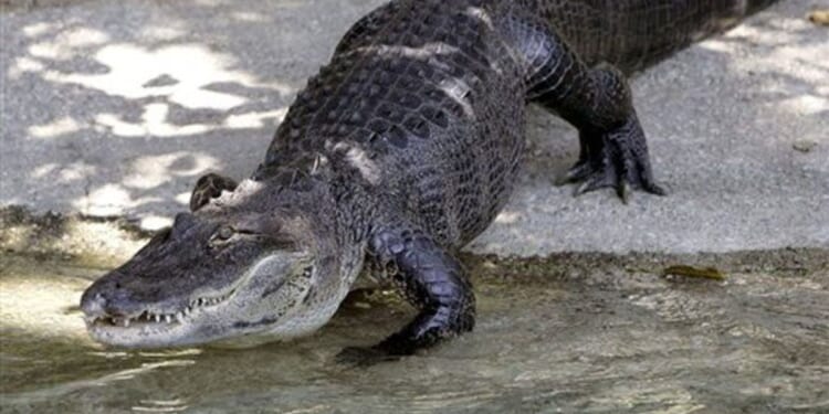 Big alligator captured after breaking into Florida home