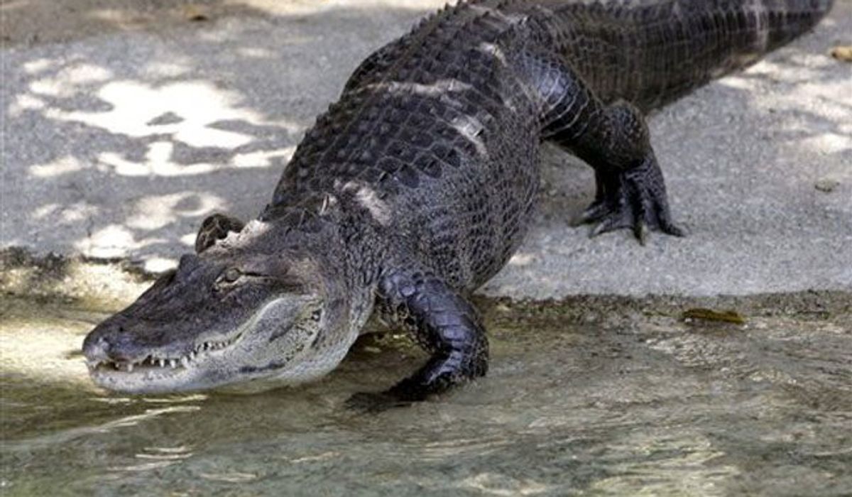 Big alligator captured after breaking into Florida home