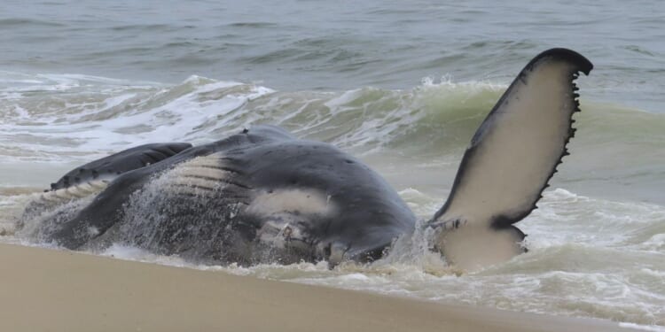 Dead whale in New Jersey had fractured skull and numerous injuries, experts find