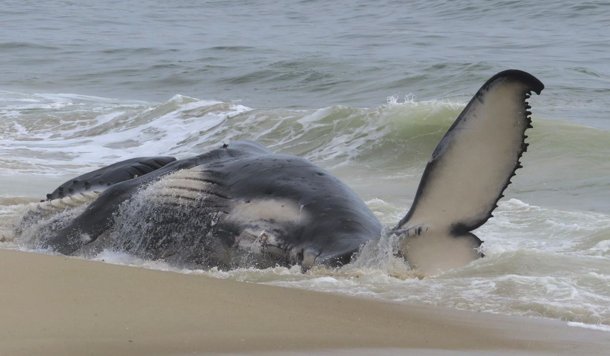 Dead whale in New Jersey had fractured skull and numerous injuries, experts find