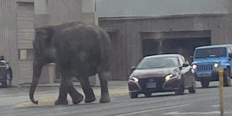 Escaped circus elephant roams Butte, Montana, before recapture