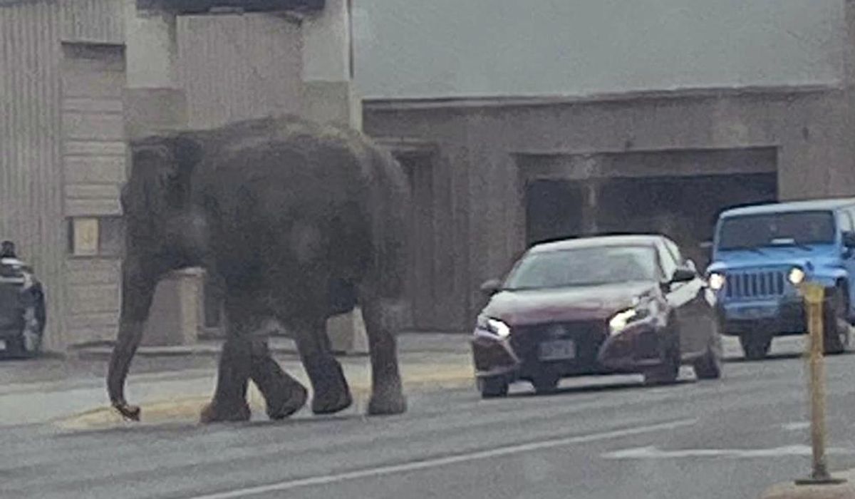 Escaped circus elephant roams Butte, Montana, before recapture