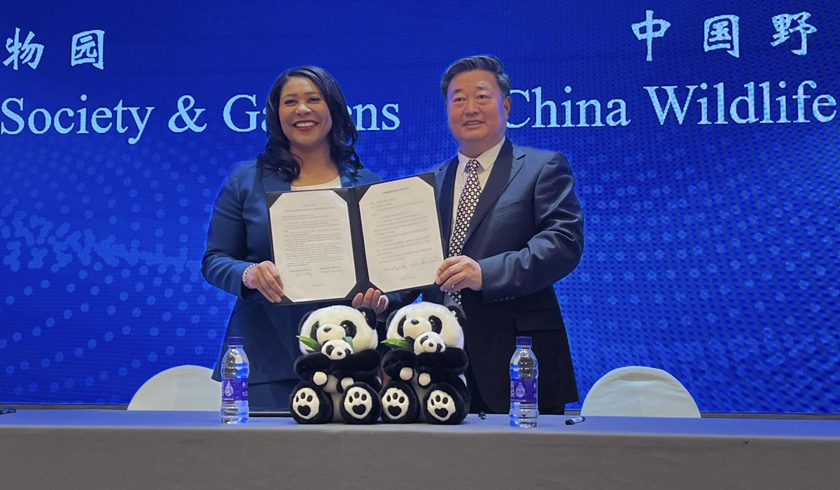 San Francisco mayor announces the city will receive pandas from China