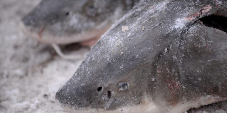 Prehistoric lake sturgeon isn't endangered, U.S. says despite calls from conservationists