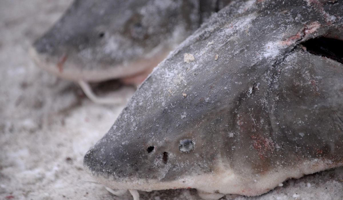 Prehistoric lake sturgeon isn't endangered, U.S. says despite calls from conservationists