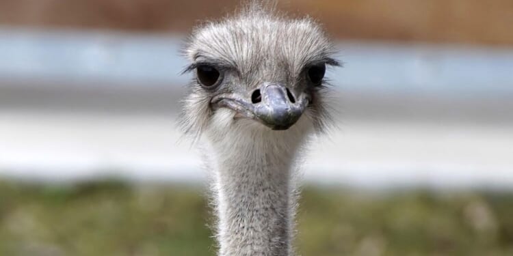 Karen, Topeka Zoo ostrich, dies after swallowing a staffer's keys