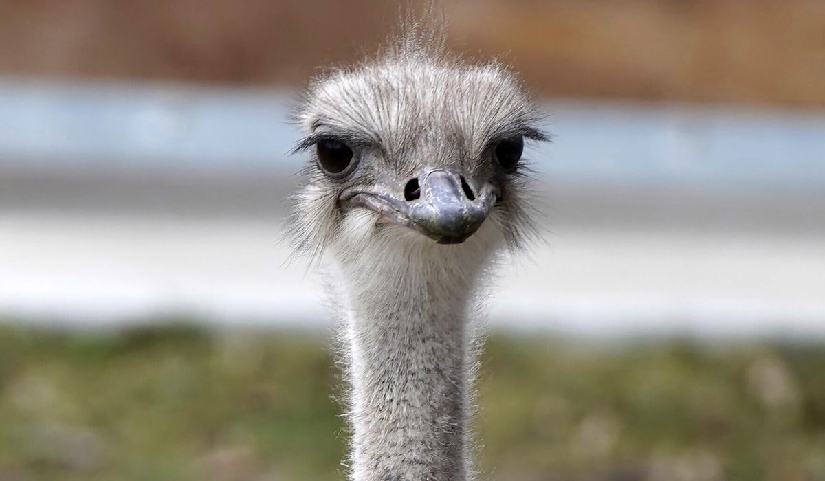 Karen, Topeka Zoo ostrich, dies after swallowing a staffer's keys