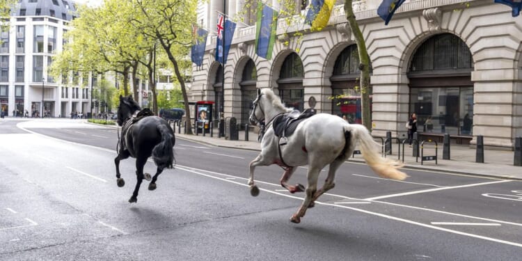 Military horses running loose in London, police working to recapture them