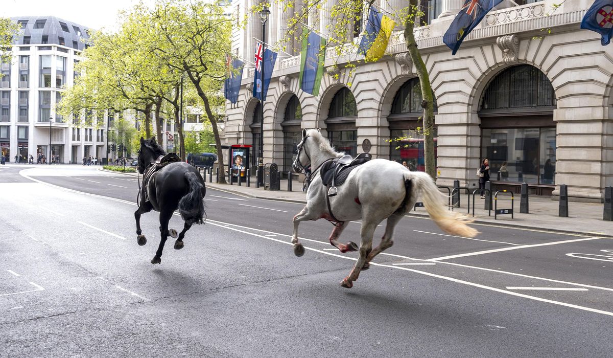 Military horses running loose in London, police working to recapture them