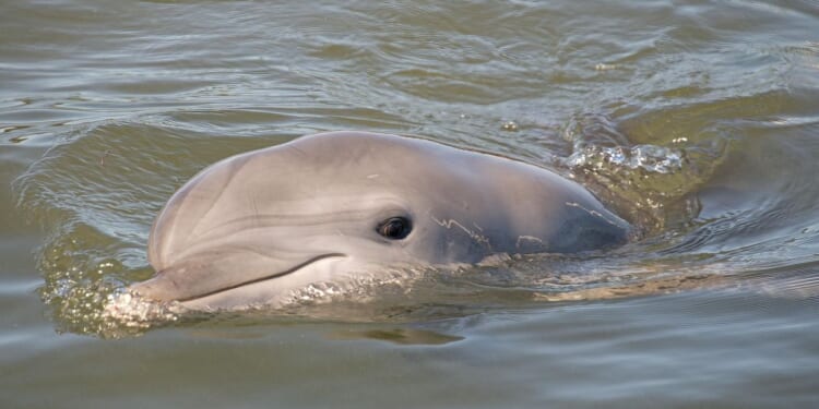 Juvenile dolphin shot dead in Louisiana, federal officials offering reward for information