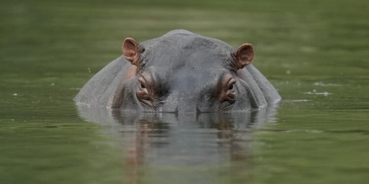 Tennoji Zoo discovers hippo's sex after believing it was male for 7 years