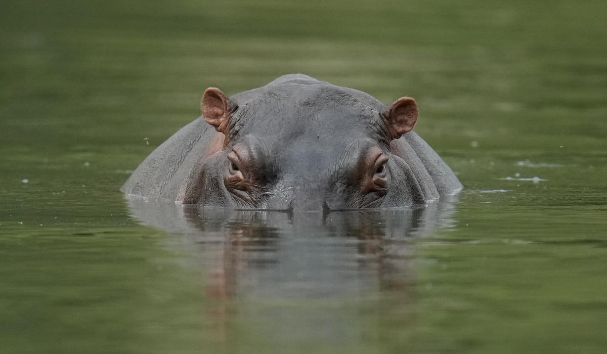 Tennoji Zoo discovers hippo's sex after believing it was male for 7 years