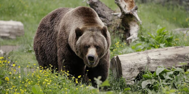 Grizzly bears will return to Washington state