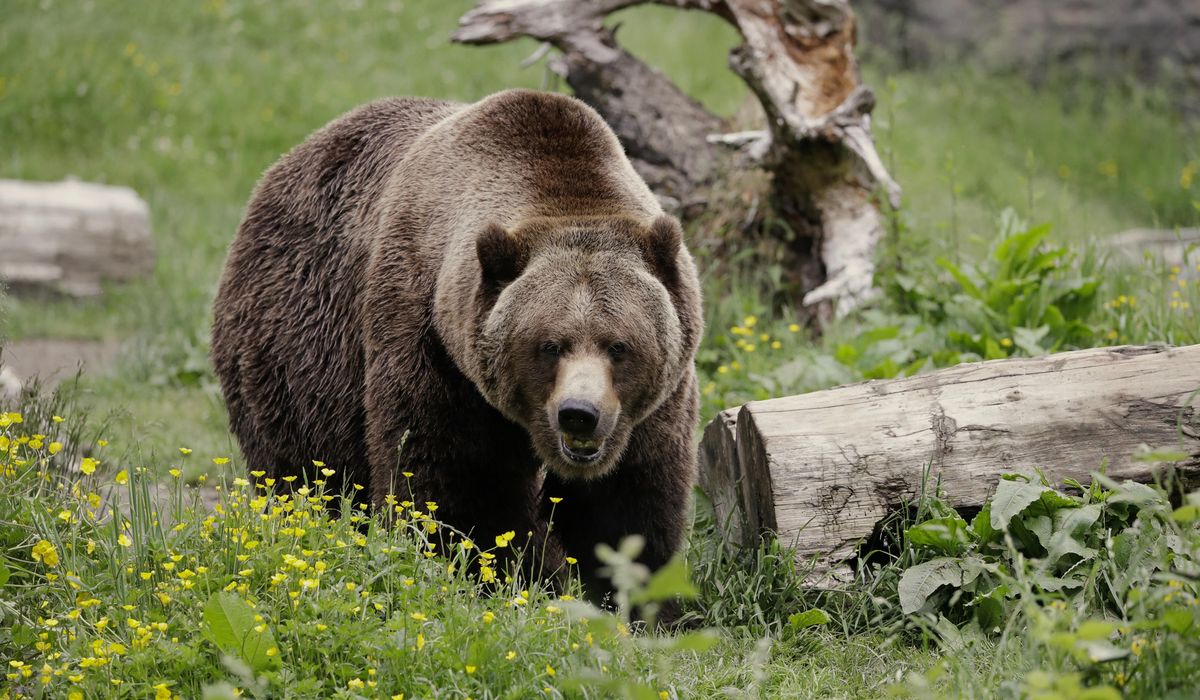 Grizzly bears will return to Washington state