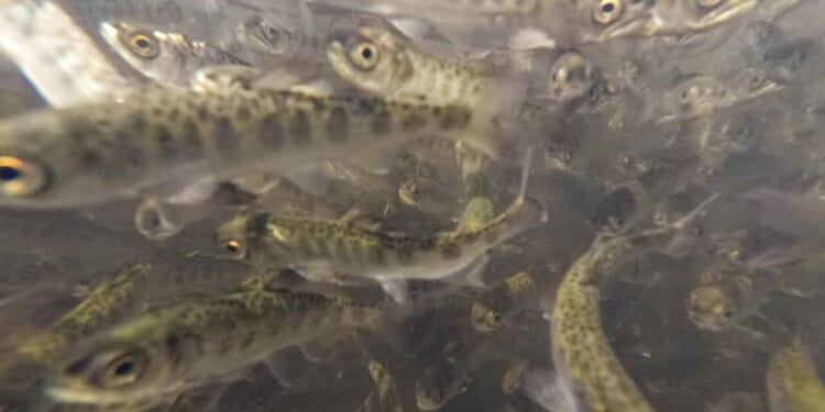 Man charged with killing nearly 18,000 fish by pouring bleach into salmon hatchery tank