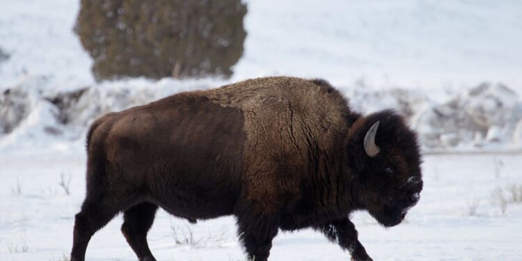 Drunken Idahoan injured while kicking Yellowstone bison in the leg