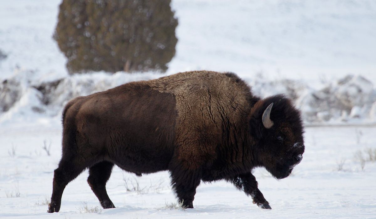 Drunken Idahoan injured while kicking Yellowstone bison in the leg