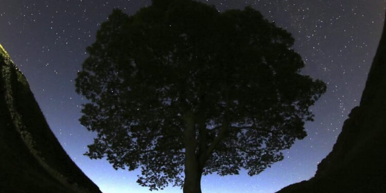 Two men are charged with cutting down famous 150-year-old tree near Hadrian's Wall in England