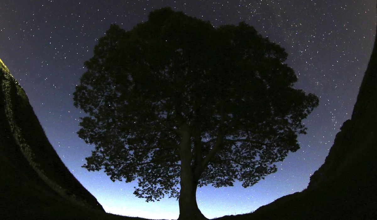 Two men are charged with cutting down famous 150-year-old tree near Hadrian's Wall in England