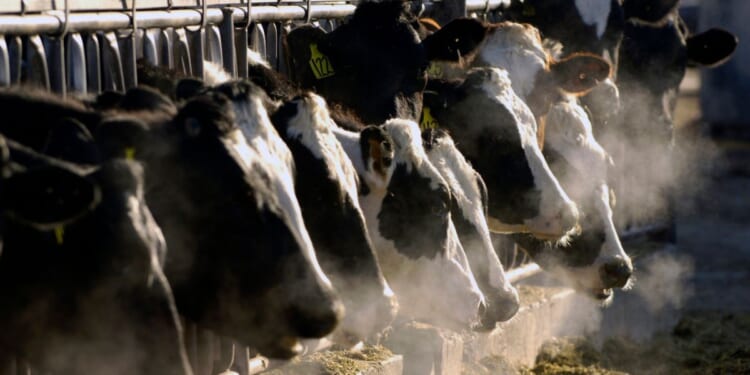 Holstein dairy cows feed through a fence at a dairy farm in Idaho.