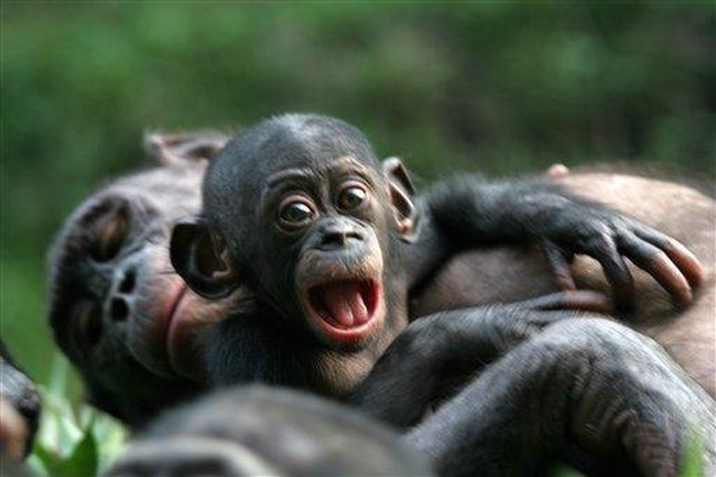 Bonobos MORE Aggressive Than Chimps – HotAir