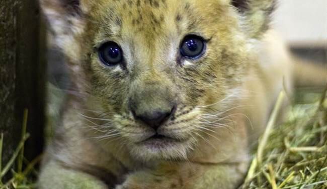 Buffalo Zoo Under Fire for Raising Rates, But Discounting Entry for Low-Income Visitors – PJ Media