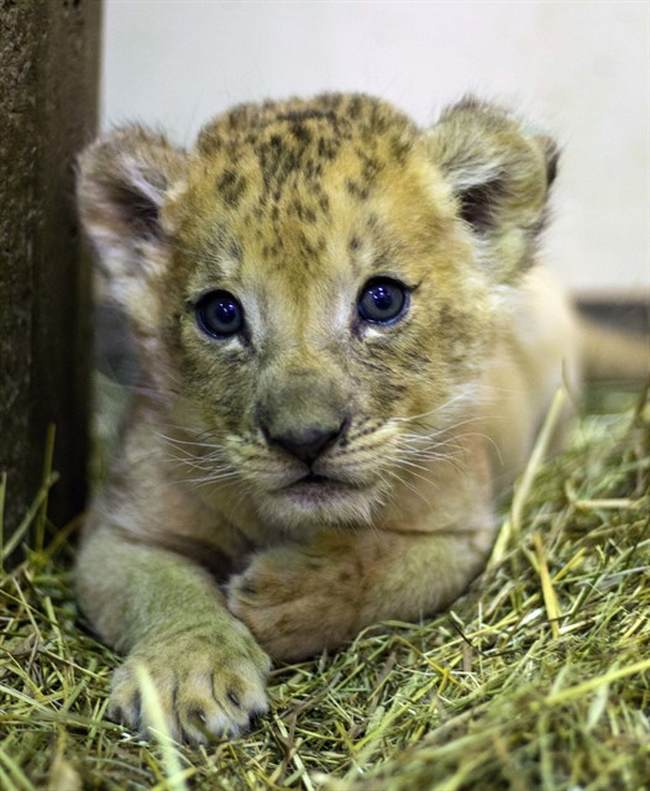 Buffalo Zoo Under Fire for Raising Rates, But Discounting Entry for Low-Income Visitors – PJ Media