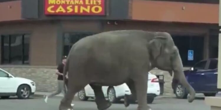 An elephant escaped the circus in Butte, Montana, on Tuesday and was videoed strolling down the street.