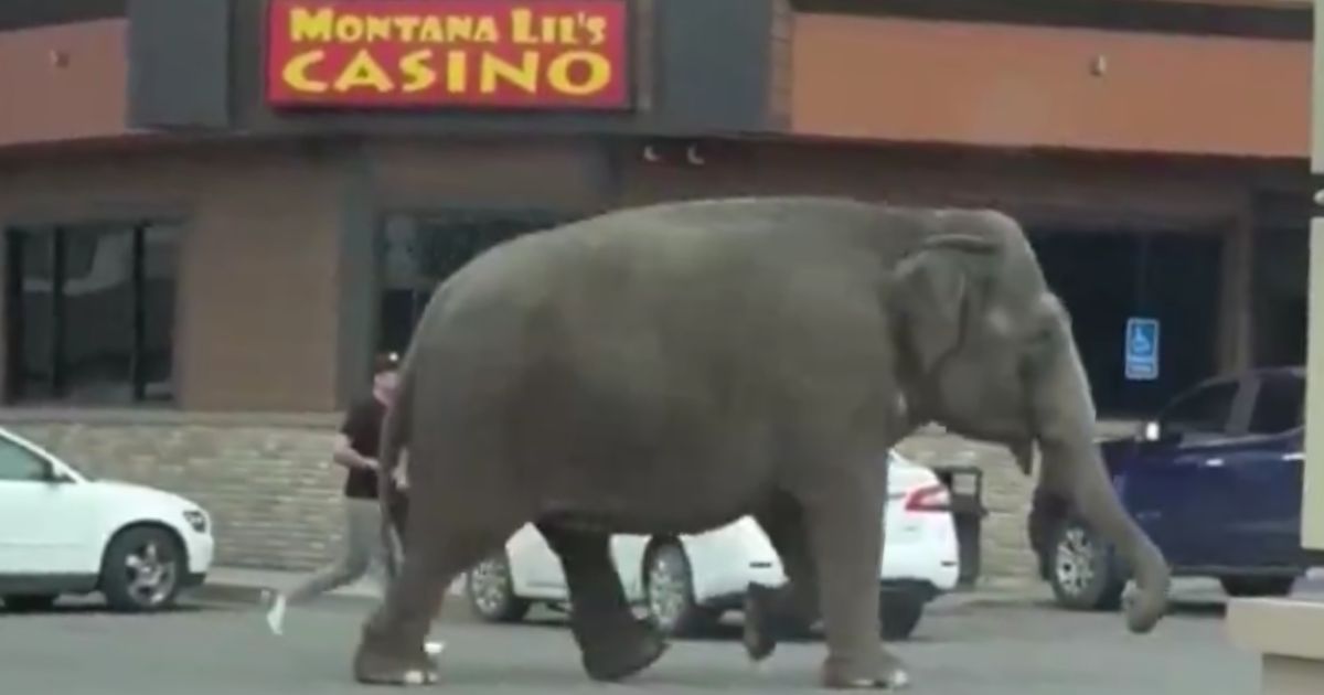 An elephant escaped the circus in Butte, Montana, on Tuesday and was videoed strolling down the street.